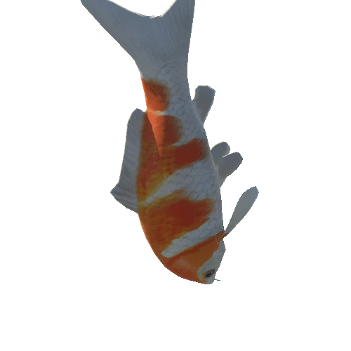 Koi Fish